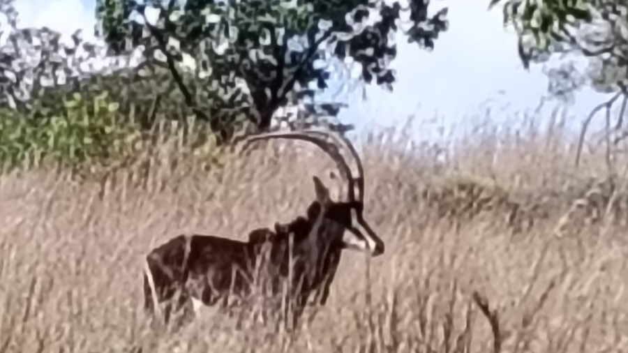 5 Bedroom Property for Sale in Swartruggens North West